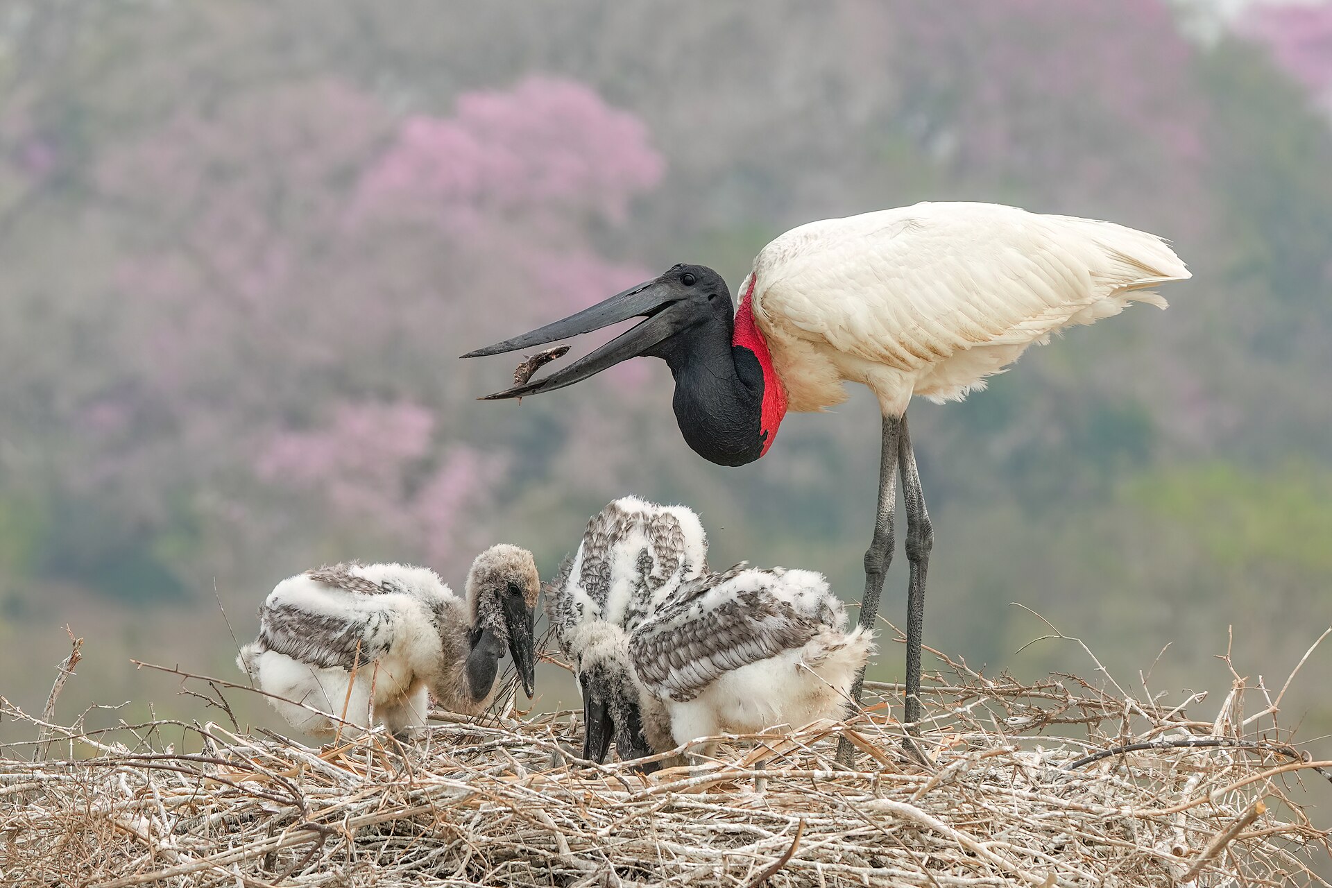 Wetland Echoes keyframe 2